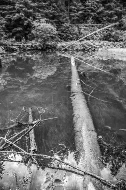 Nehir manzarası, doğa