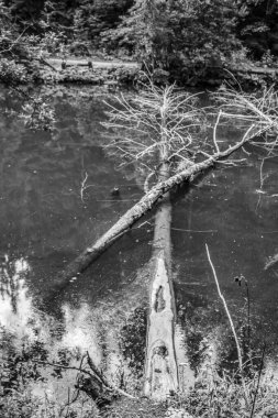 Nehirde küçük bir tekne