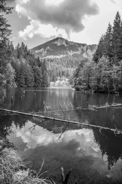 Ormandaki bir gölün siyah beyaz görüntüsü