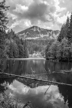 Ormandaki küçük bir dağ gölünün siyah ve beyaz görüntüsü.