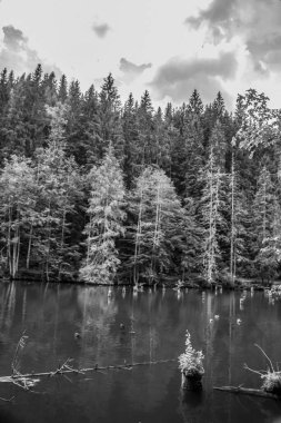 Arkasında ağaç olan bir gölün siyah beyaz fotoğrafı.