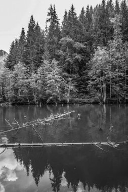 Parktaki bir nehrin siyah beyaz manzarası