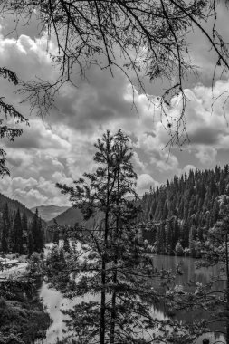 Ormandaki nehrin güzel bir görüntüsü.