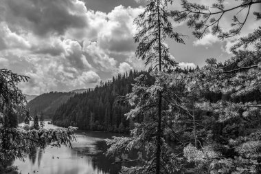 Yaz ormanındaki dağ nehrinin siyah ve beyaz görüntüsü