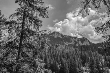 Güzel dağın siyah beyaz görüntüsü