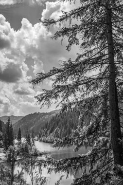 Ormandaki güzel göl manzarası