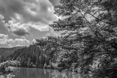 Dağ nehri olan güzel bir manzara.