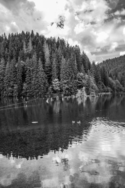 Ormandaki bir gölün siyah beyaz fotoğrafı.
