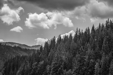 Yazın Karpat Dağları 'nın siyah beyaz fotoğrafı