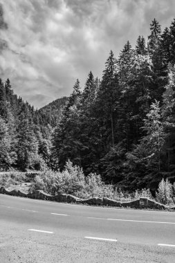 Ormandaki güzel bir yolun dikey görüntüsü.