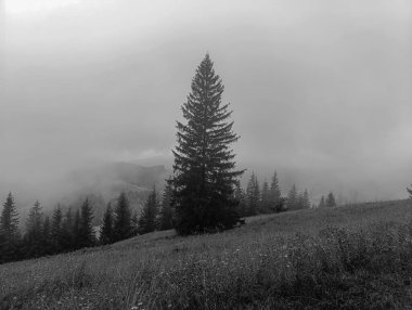 Dağların sisli ve ormandaki ağaçlarla çekilmiş siyah beyaz bir fotoğrafı.