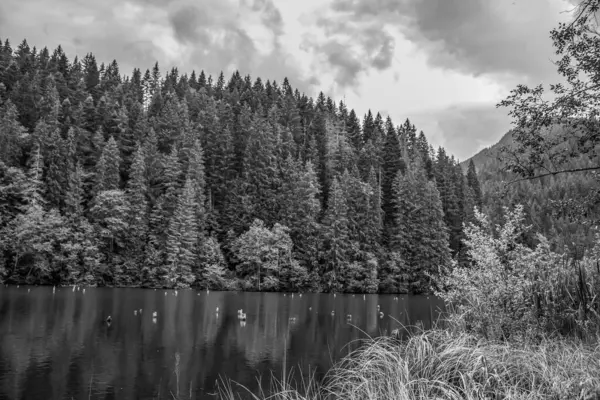 Ormandaki güzel manzaranın siyah ve beyaz görüntüsü