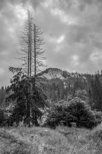 Ağaçlar ve ormanlarla dolu güzel bir manzara.