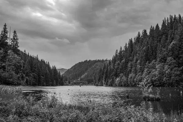 Ormandaki gölün güzel manzarası
