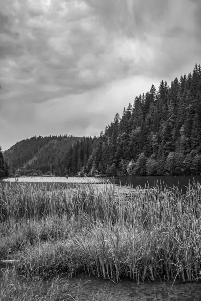 Ormandaki güzel göl