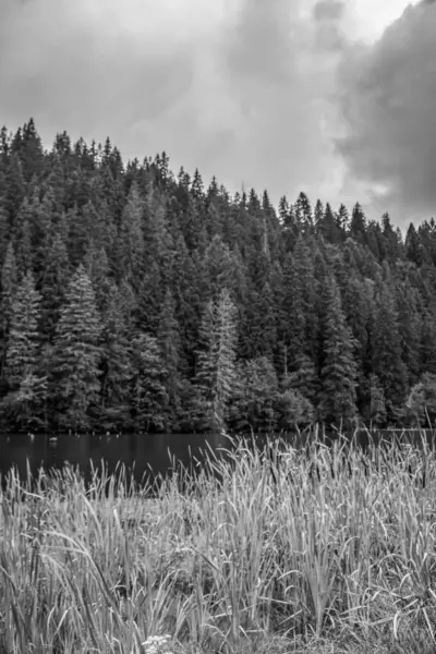 Ormanın siyah beyaz fotoğrafı.