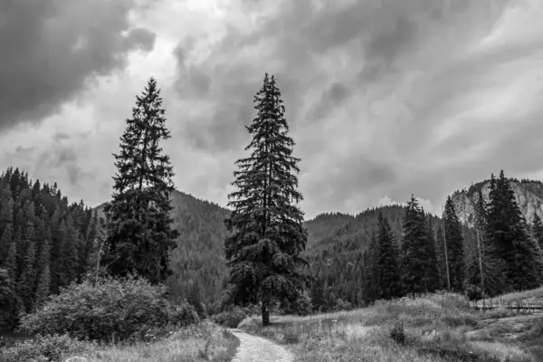 Çam ağaçları ve dağların arasından geçen yolun siyah beyaz görüntüsü.