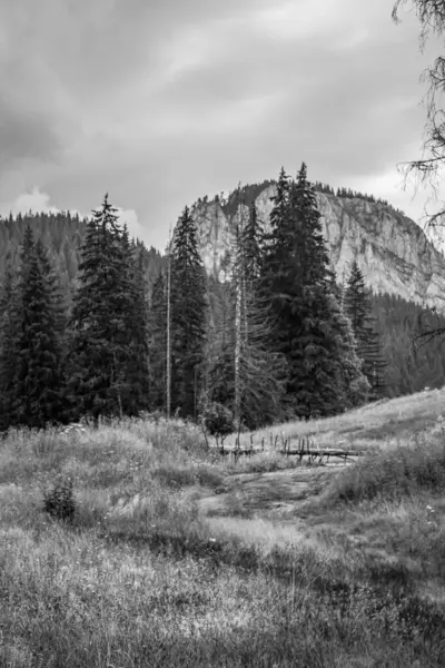 Arkasında ağaçlar olan bir dağın siyah ve beyaz görüntüsü