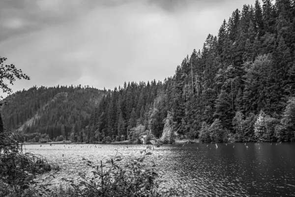 Kara Orman 'ın, bulutlu bir gökyüzünün altında gölle çevrili gri tonda bir görüntüsü.