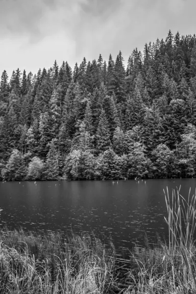 Gölde ağaçlarla çevrili güzel bir orman görüntüsü.