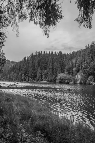 Ormanın ortasında bir göl