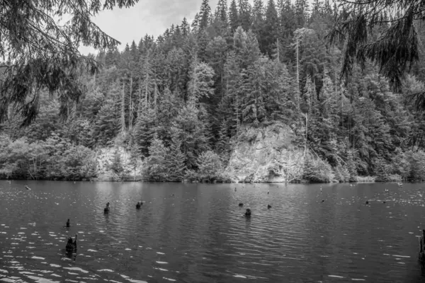 Arkasında orman olan bir gölün siyah beyaz fotoğrafı.