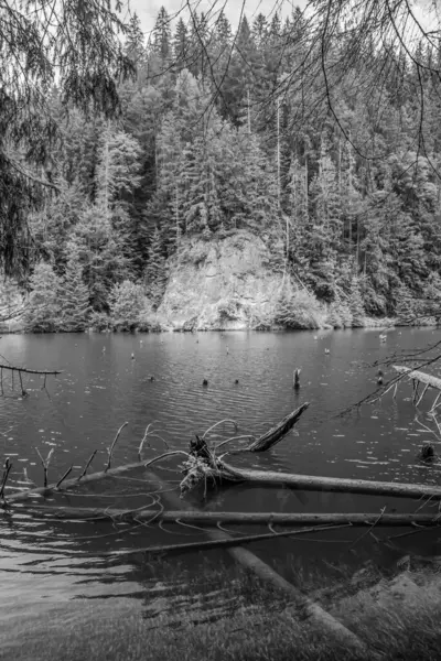 Göl ve ağaçlar siyah ve beyaz