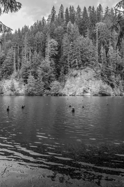 Ağaçlı gölün siyah beyaz fotoğrafı