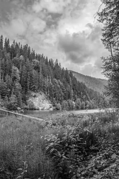 Ormanda nehri olan güzel bir manzara.