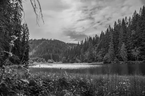 Ormandaki ağaçlarla kaplı siyah beyaz bir manzara.