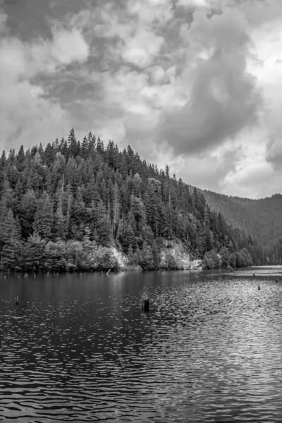 Ormandaki bir gölün siyah beyaz fotoğrafı.