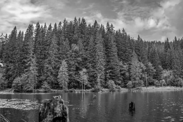 Ormanda bir nehir olan siyah ve beyaz bir manzara.