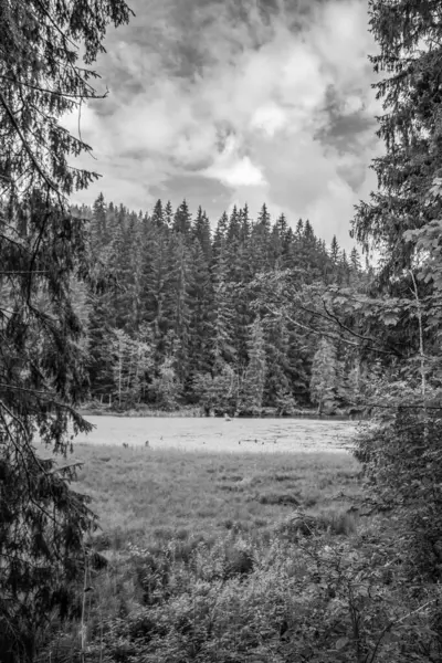 Ağaçlı bir ormanın siyah beyaz fotoğrafı.