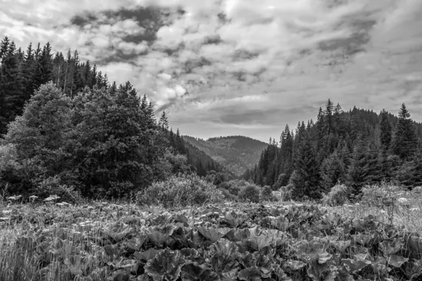 Dağ nehrinin siyah beyaz görüntüsü