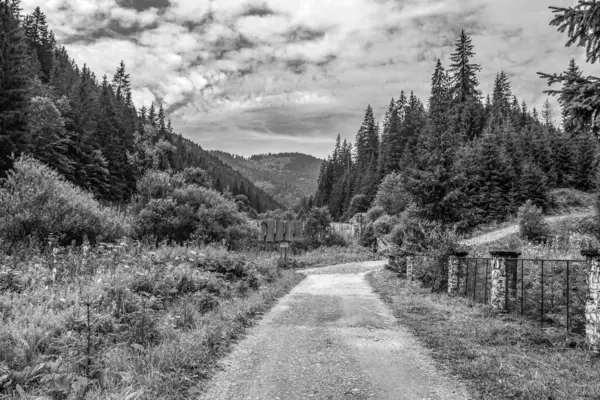 Ormandaki ahşap bir köprünün siyah beyaz görüntüsü