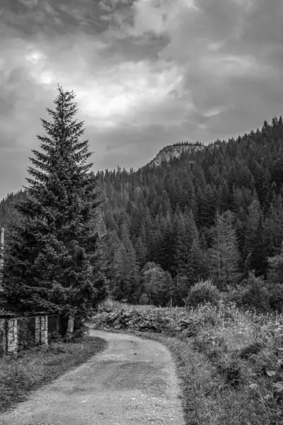 Ormandaki tahta bir yolun dikey görüntüsü.