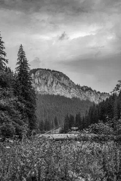 Ormanı ve ağaçları olan güzel siyah beyaz bir manzara.
