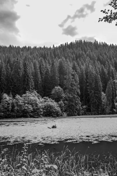 Ağaçlar ve gölle çevrili, siyah beyaz bir ağacın gri tonlu görüntüsü.