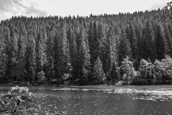 Orman, Karpatlar, Doğa Fotoğrafları - Avrupa, Doğu Avrupa, Romanya 