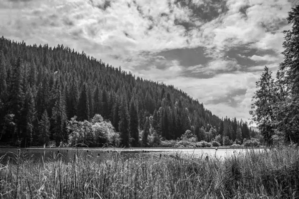 Göl ve orman Siyah ve beyaz