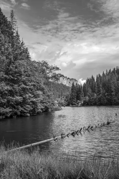 Ormanda güneşli bir günde göllü güzel bir manzaranın siyah ve beyaz görüntüsü..