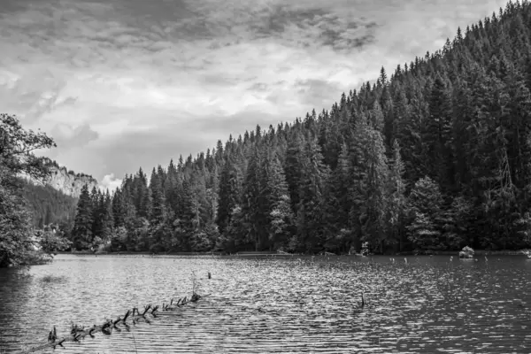Arka planda orman ve dağlar olan gölün siyah ve beyaz görüntüsü, siyah ve beyaz.