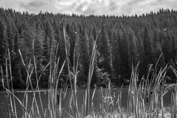 Güzel göl manzarası