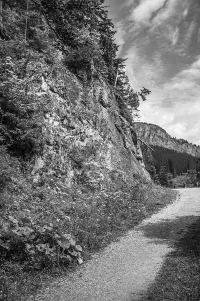 Ormanın içinden geçen güzel bir yol görüntüsü.