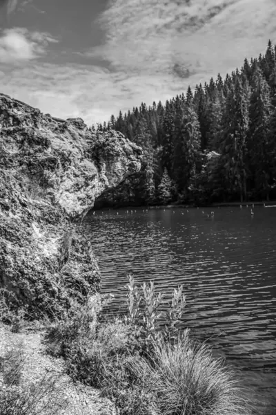 Ağaçlarla çevrili güzel bir nehir görüntüsü.