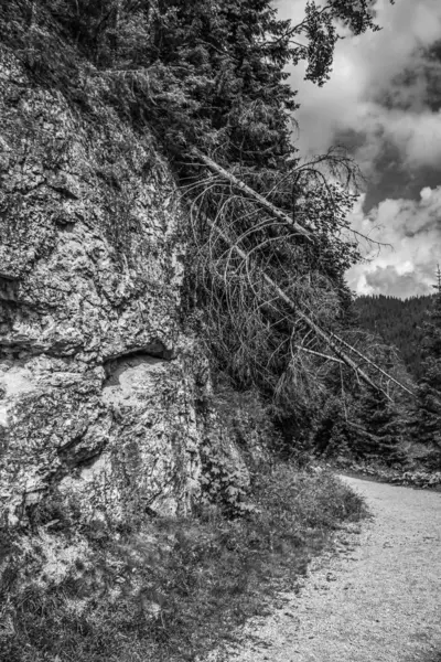 Ormandaki bir tepedeki kayanın dikey görüntüsü.