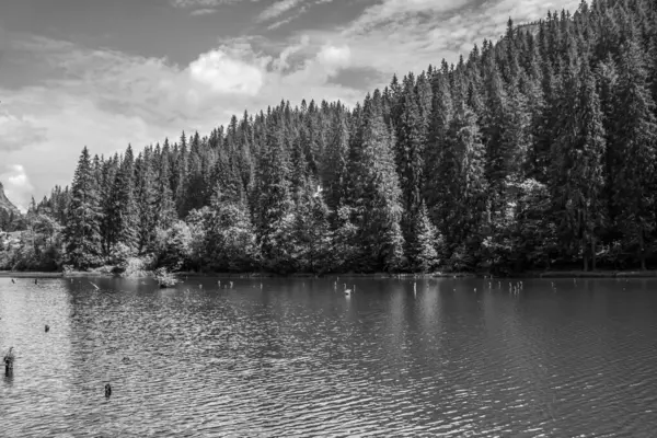 Orman, Karpatlar, Doğa Fotoğrafları - Avrupa, Doğu Avrupa, Romanya 