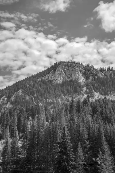 Arkasında ağaçlar ve dağlar olan bir dağ manzarasının gri tonlu görüntüsü.