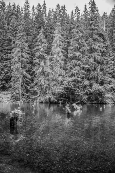 Göl ve ormanın kış manzarası