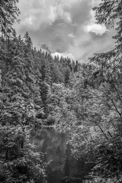 Gölün siyah ve beyaz ormanları